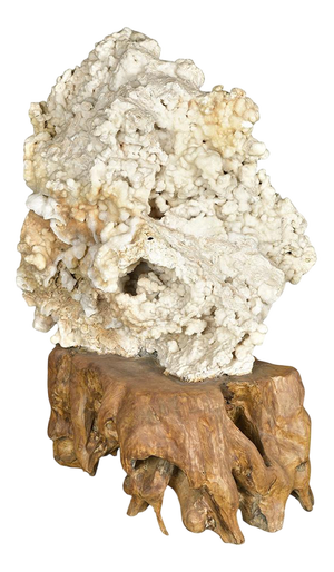 Calcite Concretion on Teak Root Base
