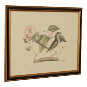 Vintage 'The Mock-Bird' Engraving after Mark Catesby