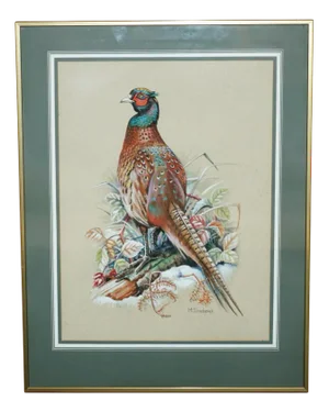 M Shermorne, Pheasant, Ornithology Watercolour