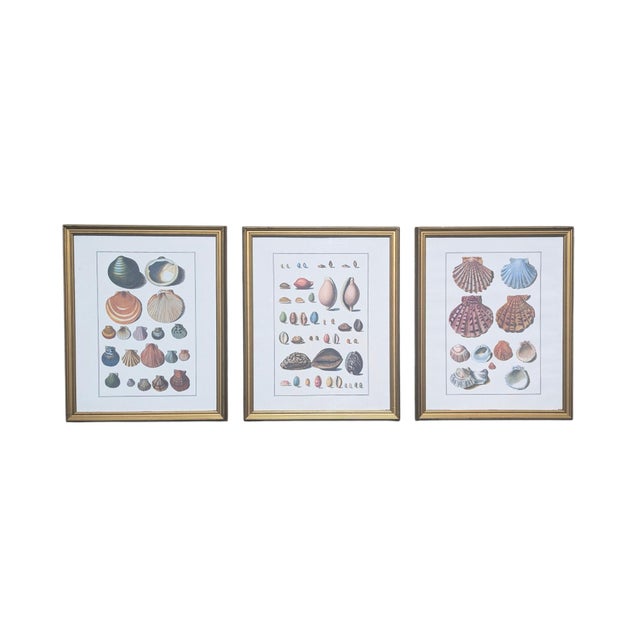 Set of 3 Coastal Shell Prints Framed 15"W x 18.5"H Perfect for a Coastal Beach House