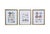 Set of 3 Coastal Shell Prints Framed 15"W x 18.5"H Perfect for a Coastal Beach House