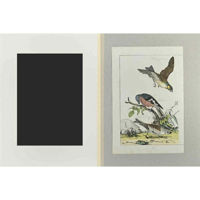 Finch is an Etching hand colored realized by Gotthilf Heinrich von Schubert - Johann Friedrich Naumann, Illustration from...