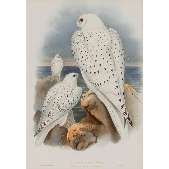 This is an original 19th century hand-colored folio-sized lithograph entitled "Falco Candicans" (Greenland Falcon Light)...