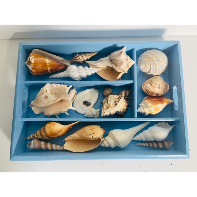 Coastal Vintage Sea Shell Collection Coastal Marine Specimens in Blue Box For Sale - Image 3 of 6