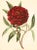 Original hand-colored engraving after a botanical illustration by F.W. Smith of a Paeonia Edulis Reevesiana (Reeve's...