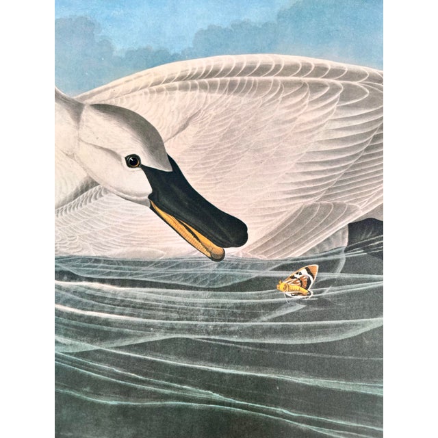 John James Audubon 1964 Audubon Folio Lithograph Great Bird Paintings – “Trumpeter Swan” 14x17 For Sale - Image 4 of 4
