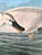 John James Audubon 1964 Audubon Folio Lithograph Great Bird Paintings – “Trumpeter Swan” 14x17 For Sale - Image 4 of 4