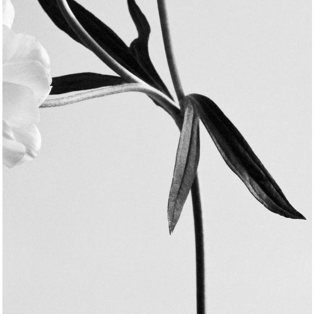 Ranunculus Butterfly no.2 - Analogue Black and White Floral Photography 2023 For Sale - Image 4 of 5