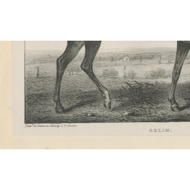 After Chalon, Thoroughbred Stallion Selim, Arabian Bloodlines, 1840, Lithograph For Sale - Image 6 of 9