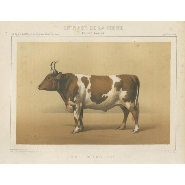 Borie, Breton Ox, French Cattle Breed, 1863, Paper For Sale - Image 9 of 9