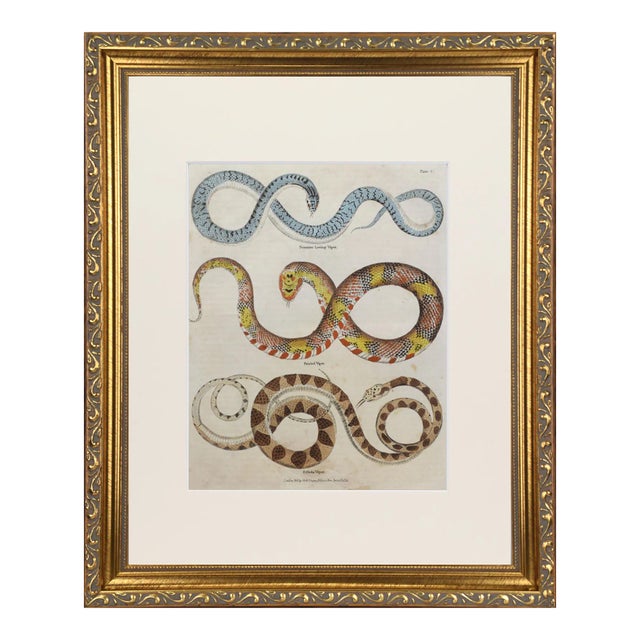 19th Century English Hand Colored Snake Engraving C.1820 For Sale