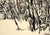 Forest Landscape in Sumi Ink on Paper by Schmidt For Sale In Monterey, CA - Image 6 of 8