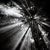 Beautiful black and white photograph of cypress trees with light radiating through by Jeffrey Conley (American, b. 1969),...