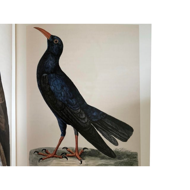 The Natural History of Selbourne by Gilbert White For Sale In Tampa - Image 6 of 8