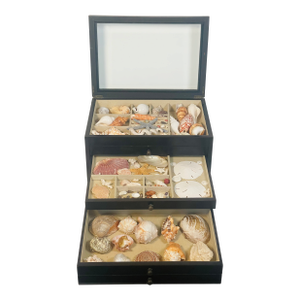 1970s Great Sea Shell Collection in Multitier Box