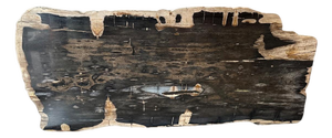 Andrianna Shamaris Live Edge Single Slab HighQuality Petrified Wood Dining Table