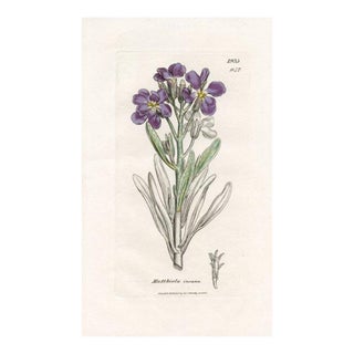 1840s, Gilly-Flower Botanical Print by James Sowerby, Original Antique Botanical Engraving, England For Sale