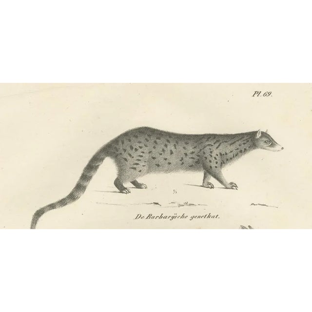 Genet and Civet and African Civet, 1836, Lithograph For Sale - Image 4 of 10
