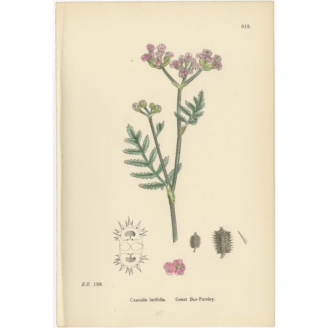 Sowerby, Bur-Parsley Plates, 1902, Prints, Set of 3 For Sale - Image 3 of 9