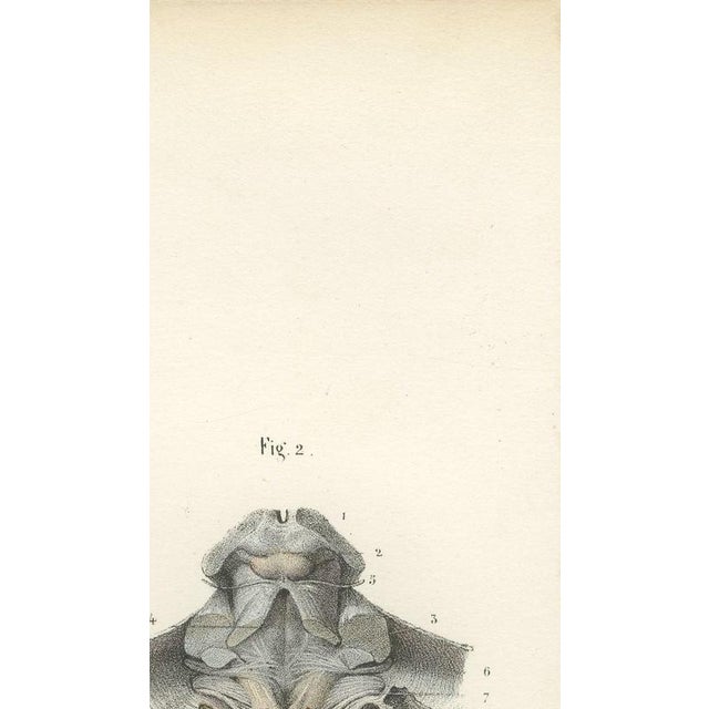 Paper Hirschfeld and Leveille, Brain and Spinal Cord with the Spinal Nerves, 1866, Paper For Sale - Image 7 of 12
