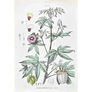 Vincenzo Tenore, The Hollyhocks, Lithograph, 1870s For Sale