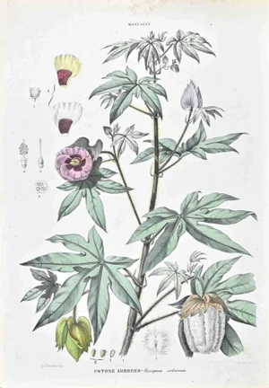 Vincenzo Tenore, The Hollyhocks, Lithograph, 1870s
