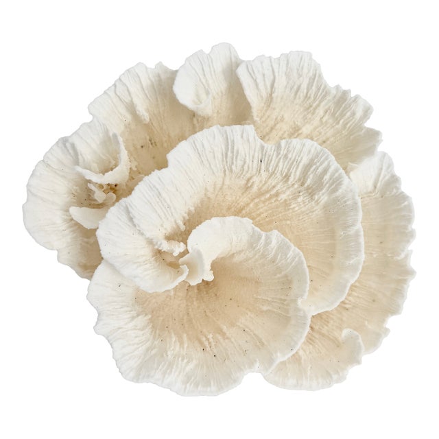 Natural White Poca Coral Specimen For Sale