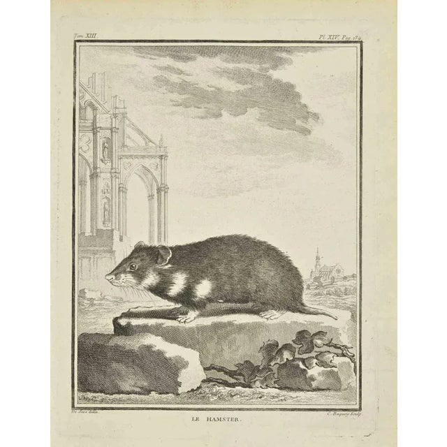 Le Hamster is an etching realized by Pierre Charles Baquoy in 1771. It belongs to the suite "Histoire naturelle, générale...