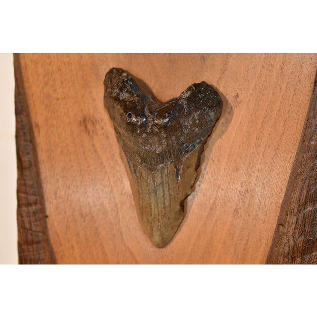 1970s Megladon Teeth Mounted on Pecky Cypress Board For Sale - Image 5 of 8
