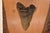 1970s Megladon Teeth Mounted on Pecky Cypress Board For Sale - Image 5 of 8