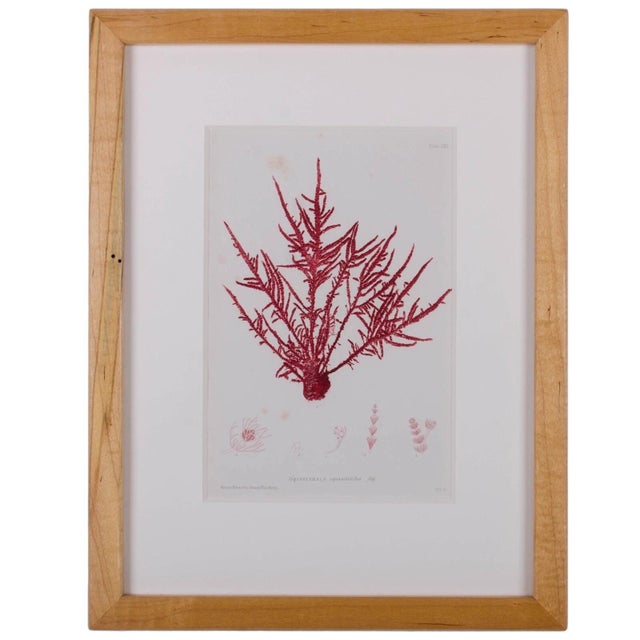 Nature-printed Bradbury Seaweed, handcrafted frame, antique print c. 1859 Offered are three framed seaweed prints by Henry...