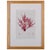 Nature-printed Bradbury Seaweed, handcrafted frame, antique print c. 1859 Offered are three framed seaweed prints by Henry...