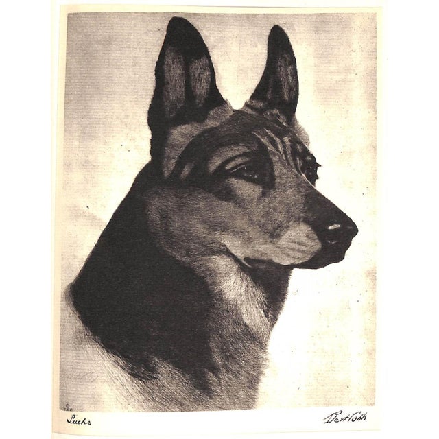 "Portraits of Dogs" 1931 Cobb, Bert For Sale - Image 9 of 12