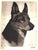 "Portraits of Dogs" 1931 Cobb, Bert For Sale - Image 9 of 12