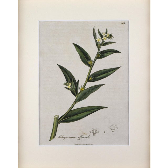 Early 19th Century hand colored engraving of Lithospermum officinale from "Medical Botany" by William Woodville, a quaker...