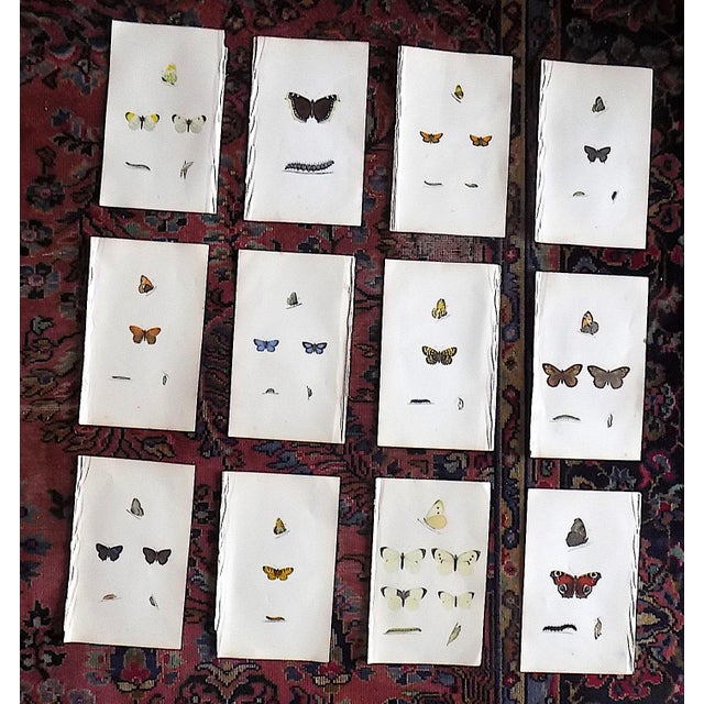 Antique 19th Century Hand Colored Butterfly Lithographs - Set of 12 For Sale - Image 12 of 12