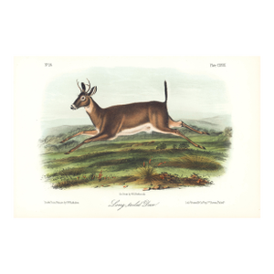 1854 Audubon Quadruped Octavo Lithograph "Plate 118 Long-Tailed Deer"