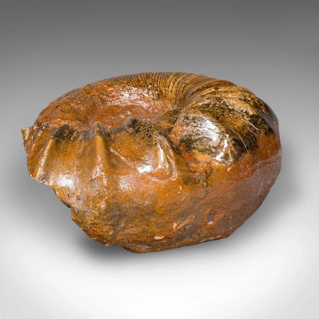 Large Ammonite Specimen, Natural History, Jurassic Fossil, Antique Presentation For Sale - Image 10 of 12