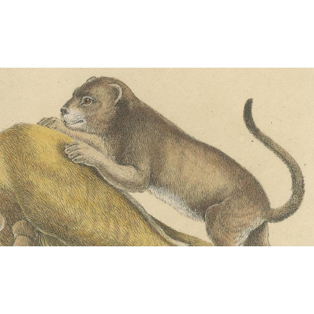 Karl Joseph Brodtmann, Lioness with Cubs, 1816, Lithograph For Sale - Image 6 of 10