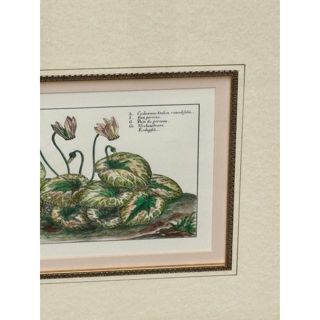 Vintage Framed Cyclamen Flower Print For Sale In New Orleans - Image 6 of 7