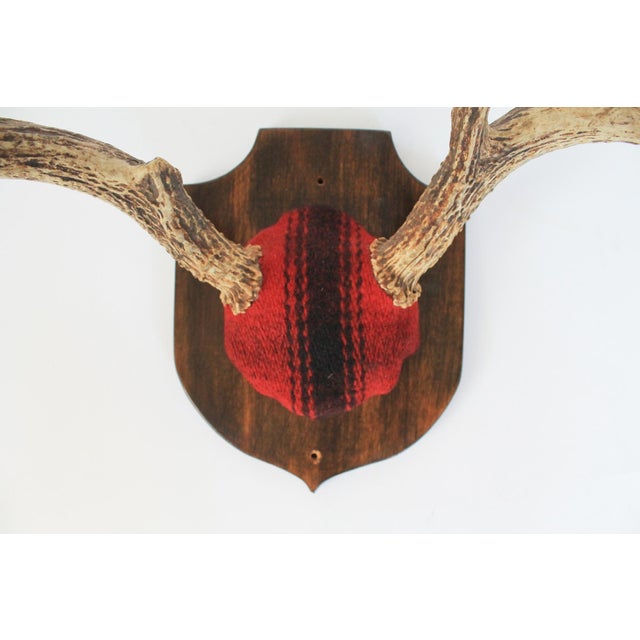 Vintage 8-Point Whitetail Deer Curved Antlers Taxidermy Mount For Sale - Image 10 of 11