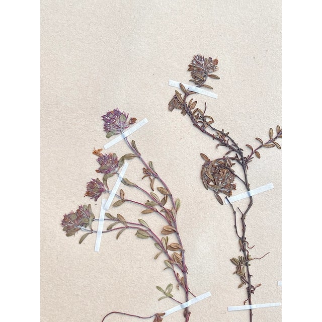 Vintage Swedish Herbarium - Thyme, Circa 1938 For Sale In Seattle - Image 6 of 6