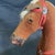 Folk Art British 19th Century Rocking Horse With Glass Eyes For Sale - Image 4 of 13