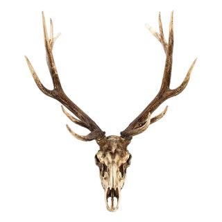 Weathered Deer Skull Wall Décor For Sale