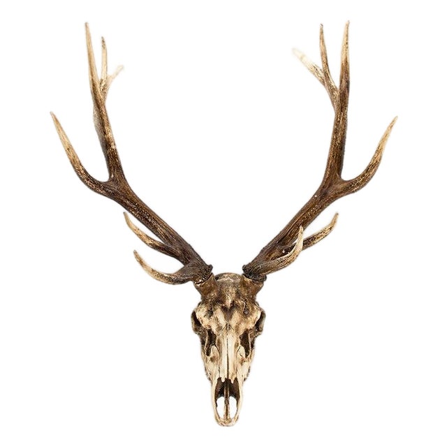 Weathered Deer Skull Wall Décor For Sale