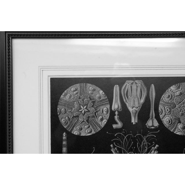 1950s Shells - Mid Century Modern Contemporary Black and White Lithograph, Framed For Sale - Image 5 of 6