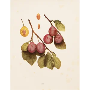 1900s U. P. Hedrick, Original Antique Photogravure of Agen Plums