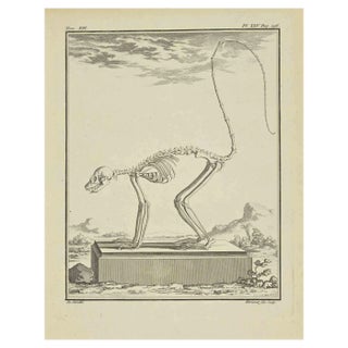 Herisset, The Skeleton, Etching, 1771 For Sale