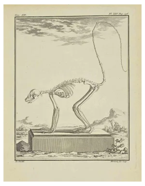 Herisset, The Skeleton, Etching, 1771