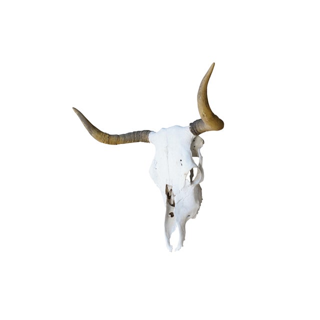 Rustic Western Southwestern Longhorn Cow Bull Steer Skull Horns Taxidermy 26" For Sale - Image 3 of 16